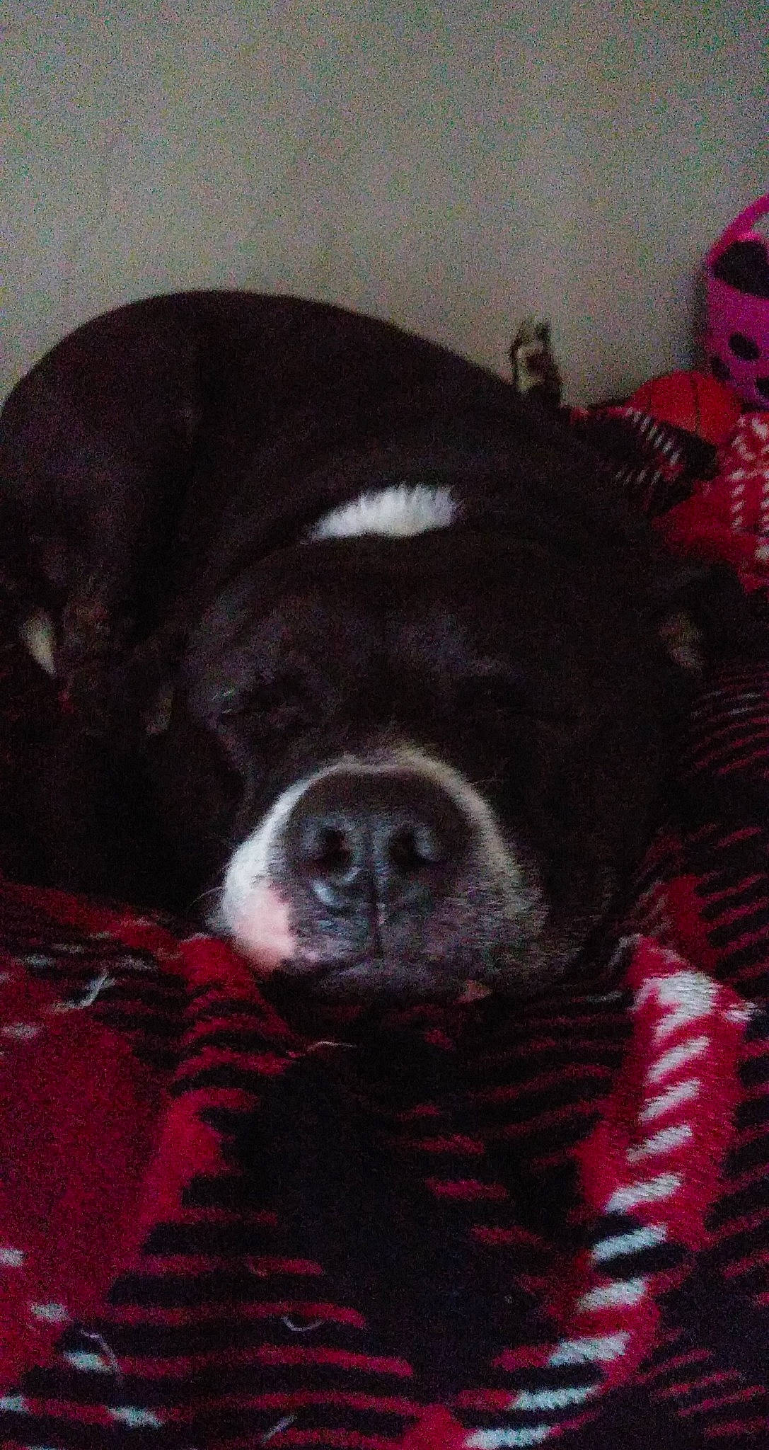 Clyde is registered to the contest to win money with this photo: borador, canidae, carmine, carnivore, comfort, companion_dog, dog, dog_breed, flesh, fur, liver, magenta, non_sporting_group, snout, sporting_group, terrestrial_animal, whiskers, working_animal