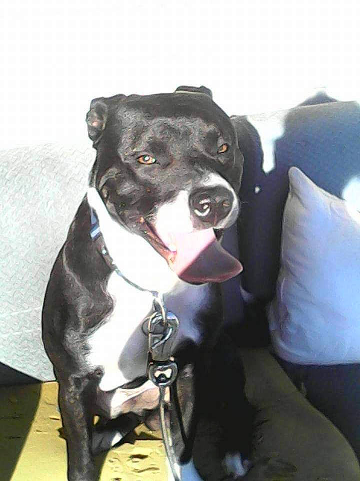 Clyde joined the competition — help win amazing prizes! borador, canidae, carnivore, collar, companion_dog, dog, dog_breed, dog_collar, fawn, fur, guard_dog, leash, personal_protective_equipment, pet_supply, puppy, snout, sporting_group, whiskers, working_animal, working_dog