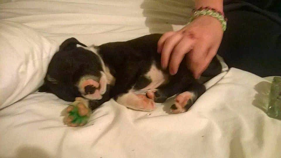 Clyde is registered to the contest to win money with this photo: canidae, carnivore, comfort, companion_dog, couch, dog, dog_breed, fur, gesture, mammal, nail, nap, paw, sporting_group, tail, thumb, vertebrate, watch, working_animal, wrist