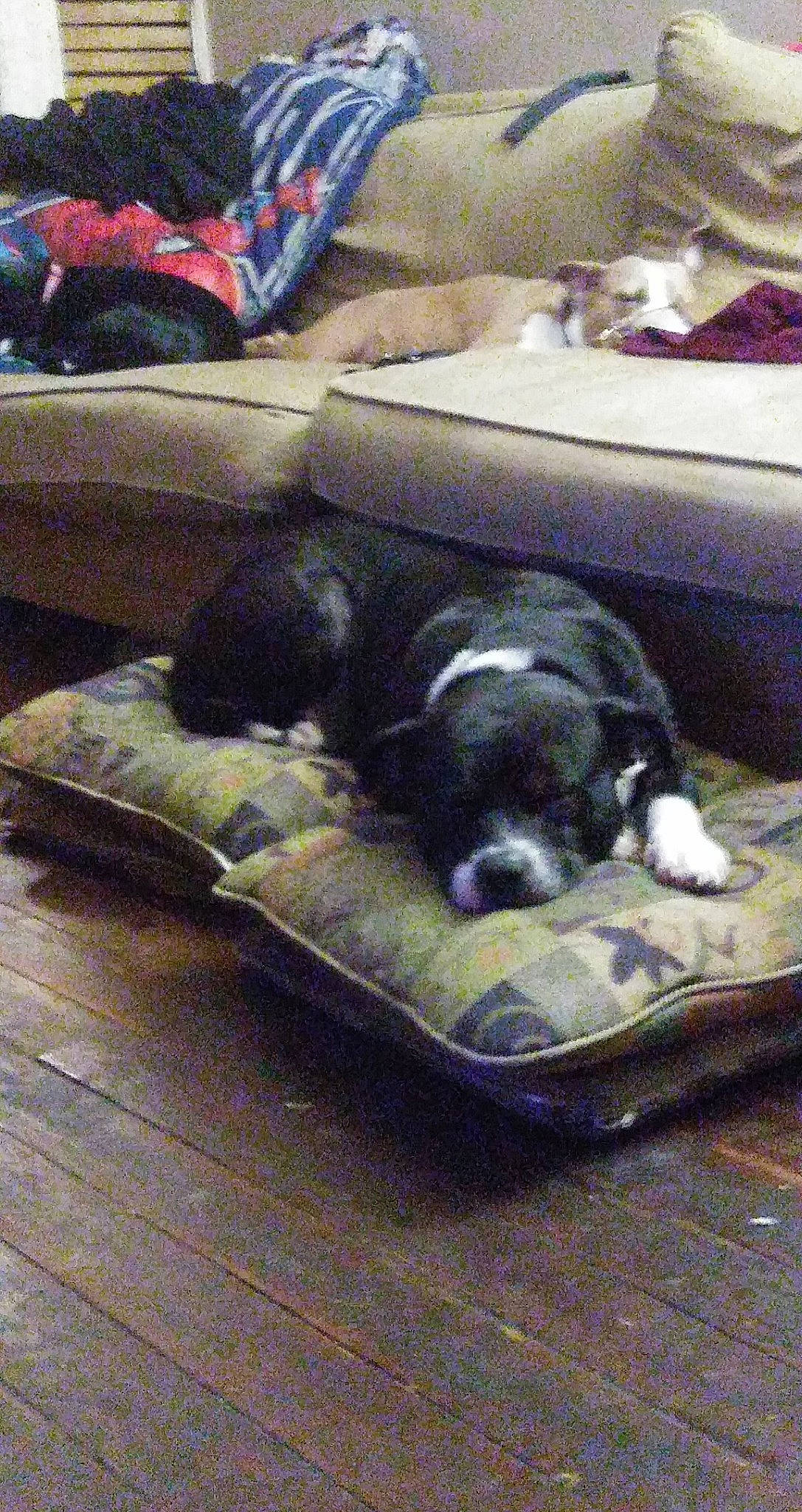 Clyde joined the competition — help win amazing prizes! canidae, carnivore, comfort, companion_dog, dog, dog_breed, dog_supply, grey, hardwood, linens, nap, non_sporting_group, pet_supply, sporting_group, wood, working_animal