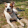 Lady is registered to the contest to win money with this photo: dog, pet, canine, white_and_brown, short-haired, lying_down, outdoor, grass, dirt, sunlight, park, backyard, collar, leash, sandal, animal, portrait, relaxed, alert, ground