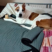 Lady joined the competition — help win amazing prizes! dog, pet, canine, white_and_brown, short_hair, lying_down, bed, bedroom, blanket, quilt, pillow, bed_rail, indoor, home, relaxed, portrait, animal, brown_patches, black_nose, cozy