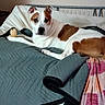 dog, pet, canine, white_and_brown, short_hair, lying_down, bed, bedroom, blanket, quilt, pillow, bed_rail, indoor, home, relaxed, portrait, animal, brown_patches, black_nose, cozy