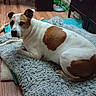 Lady is registered to the contest to win money with this photo: dog, pet, brown_and_white, lying_down, shaggy_bed, indoor, living_room, wood_floor, chew_bone, relaxed, portrait, animal, canine, short_fur, floppy_ears, dark_eyes, large_dog, home, furniture, cozy