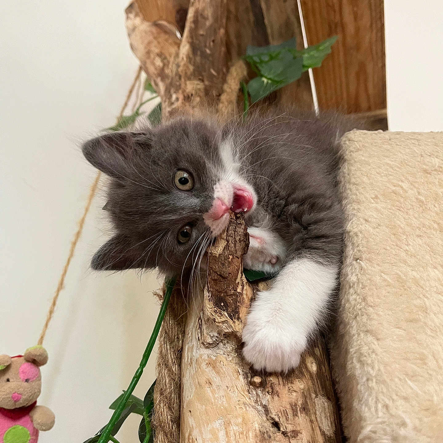 Alba participe au concours pour gagner de l'argent avec cette photo : abyssinian, angora, animal, cat, driftwood, hardwood, kitten, leaf, manx, pet, plant, plush, plywood, toy, wood