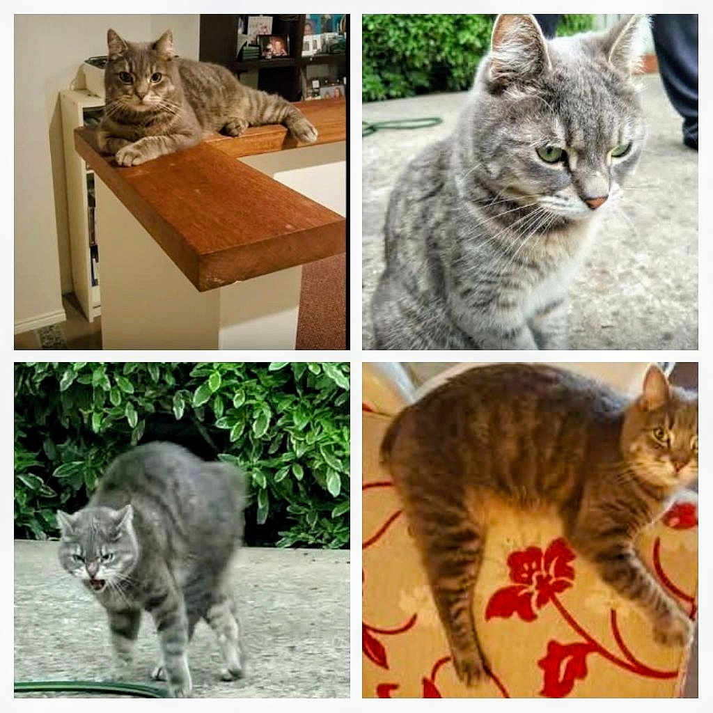 Jimmi joined the competition — help win amazing prizes! animal, cat, close_up, collage, concrete, curious, expressive, feline, floral_pattern, four_photos, greenery, grey_tabby, indoor, meowing, outdoor, pet, resting, sitting, walking, wooden_ledge