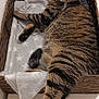 abyssinian, animal, basin, basket, bed, box, cat, drawer, furniture, hardwood, kitten, manx, pet, tray, wood