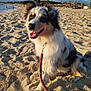 animal, beach, canine, clouds, coast, daytime, dog, fur, happy, leash, nature, outdoor, pet, playful, sand, shore, sky, summer, sunlight, water
