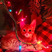 Cliff is registered to the contest to win money with this photo: cat, kitten, orange_tabby, christmas_lights, holiday, christmas_tree, plaid_blanket, cozy, indoor, pet, fur, whiskers, big_eyes, bokeh, warm_lighting, close_up, ornament, resting, decorations, curious