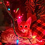 cat, kitten, orange_tabby, christmas_lights, holiday, christmas_tree, plaid_blanket, cozy, indoor, pet, fur, whiskers, big_eyes, bokeh, warm_lighting, close_up, ornament, resting, decorations, curious