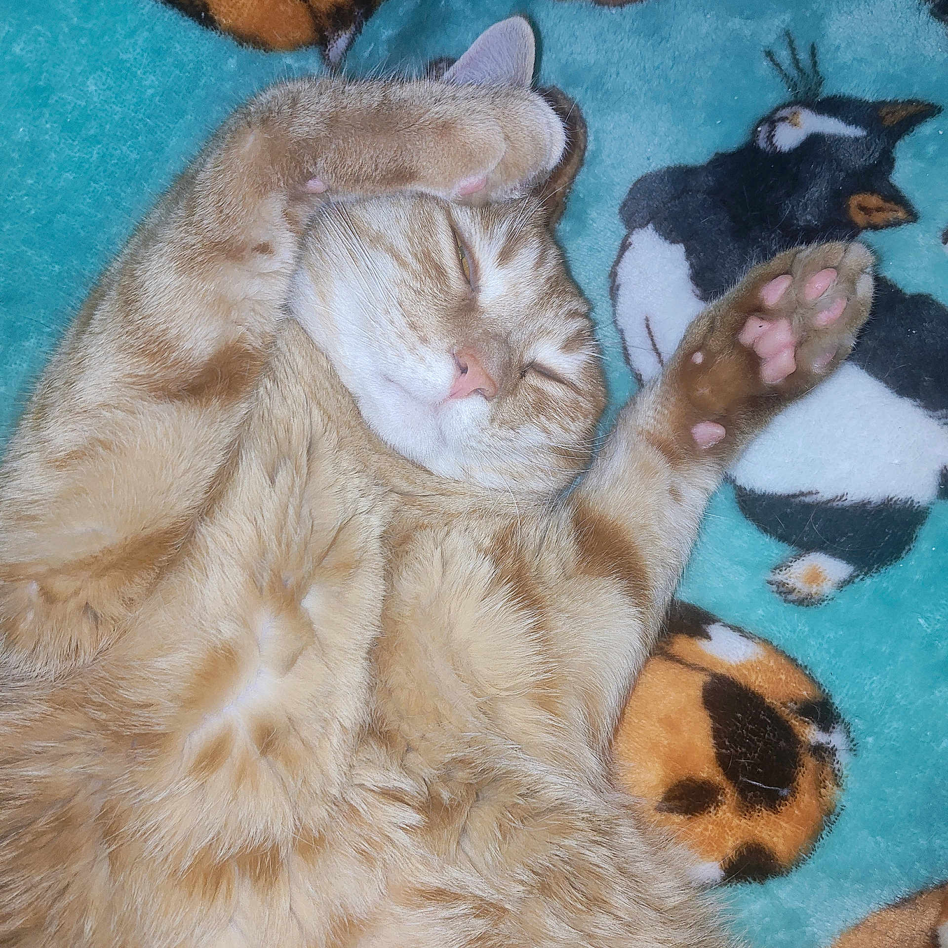 R J joined the competition — help win amazing prizes! animal, blanket, cat, comfort, cozy, cute, feline, fur, indoor, mammal, orange_tabby, pattern, paw, pet, pink_paw_pads, relaxed, resting, sleeping, soft, whiskers