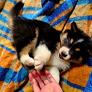 Aloha participe au concours pour gagner de l'argent avec cette photo : puppy, dog, playing, blanket, striped, colorful, hand, fur, cute, pet, animal, indoor, young, small, fluffy, black, white, tan, interaction, joyful