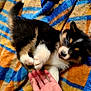 puppy, dog, playing, blanket, striped, colorful, hand, fur, cute, pet, animal, indoor, young, small, fluffy, black, white, tan, interaction, joyful