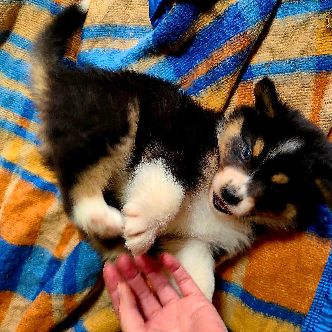Aloha participe au concours pour gagner de l'argent avec cette photo : animal, black, blanket, colorful, cute, dog, fluffy, fur, hand, indoor, interaction, joyful, pet, playing, puppy, small, striped, tan, white, young