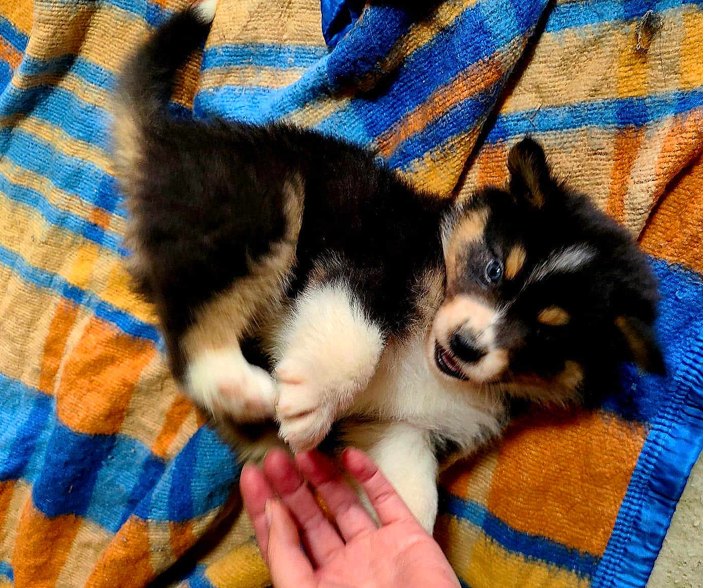 Aloha participe au concours pour gagner de l'argent avec cette photo : puppy, dog, playing, blanket, striped, colorful, hand, fur, cute, pet, animal, indoor, young, small, fluffy, black, white, tan, interaction, joyful