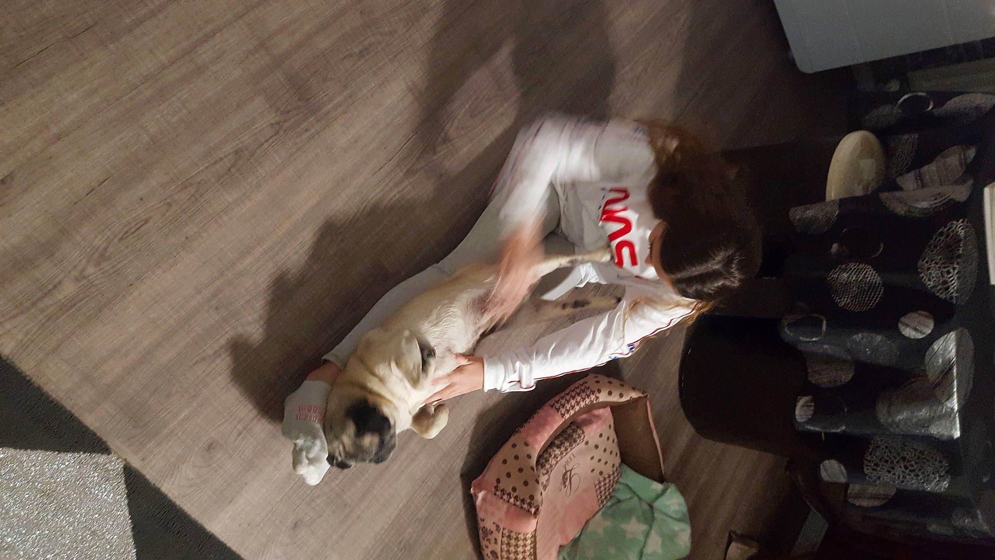 Flanelle a rejoint le concours — aidez-le/la à gagner de superbes lots ! canidae, fawn, fictional_character, leg, room, sporting_group