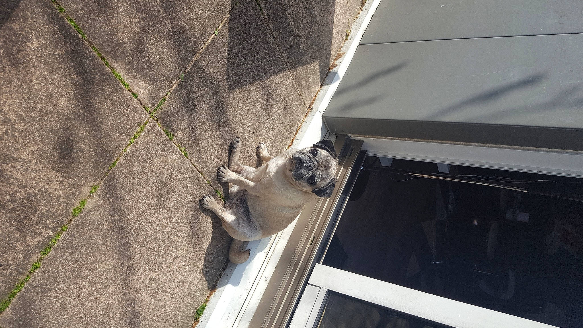 Flanelle participe au concours pour gagner de l'argent avec cette photo : fawn, pug, roof, snout, zoo