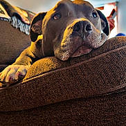 Pluto is registered to the contest to win money with this photo: dog, pitbull, canine, pet_portrait, face, nose, paw, couch, sofa, indoor, relaxed, resting, brown_fur, whiskers, close_up, furniture, living_room, blanket, paw_pad, muzzle