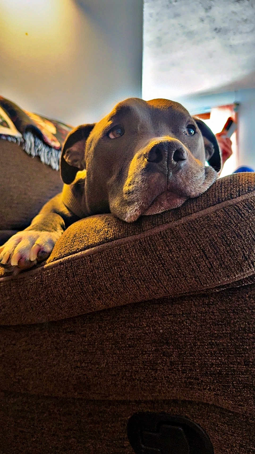 Pluto is registered to the contest to win money with this photo: dog, pitbull, canine, pet_portrait, face, nose, paw, couch, sofa, indoor, relaxed, resting, brown_fur, whiskers, close_up, furniture, living_room, blanket, paw_pad, muzzle