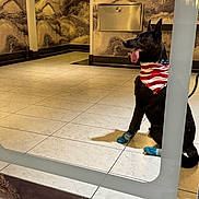 Jack joined the competition — help win amazing prizes! american_flag, animal, bandana, black_dog, boots, canine, companion, decor, dog, indoor, leash, marble_wall, modern, obedient, pet, reflection, sitting, tile_floor, tongue_out, wall_lamp