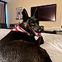 Jack is registered to the contest to win money with this photo: animal, bandana, bed, black_dog, canine, comfort, dog, domestic_animal, ears_up, furniture, home, household, indoor, living_room, looking_back, mammal, pet, resting, television, tongue_out