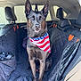 Jack is registered to the contest to win money with this photo: alert, american_flag, animal, backseat, bandana, black_dog, canine, car_interior, companion, cute, dog, domestic_animal, ears_up, leather_seat, pet, portrait, seat_cover, sitting, travel, vehicle