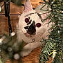 cat, kitten, white_cat, black_markings, red_eye, collar_bell, christmas_tree, tree_branches, christmas_lights, wood_floor, whiskers, close_up, portrait, curious, indoor, pet, feline, playful, bokeh, fur