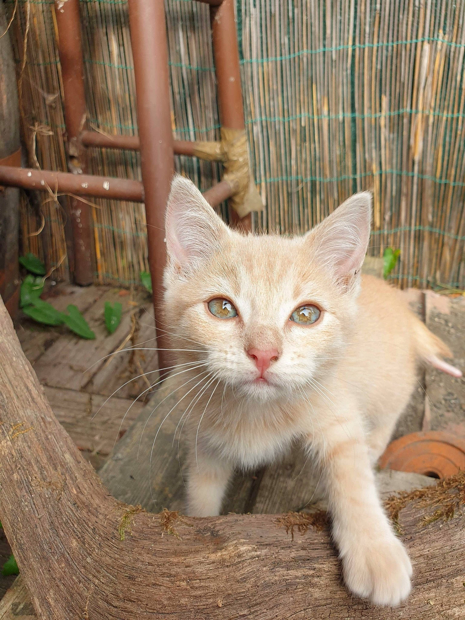 Amy a rejoint le concours — aidez-le/la à gagner de superbes lots ! carnivore, cat, chair, claw, domestic_short_haired_cat, fawn, felidae, fence, fur, grass, paw, plant, sitting, small_to_medium_sized_cats, snout, tail, terrestrial_animal, trunk, whiskers, wood
