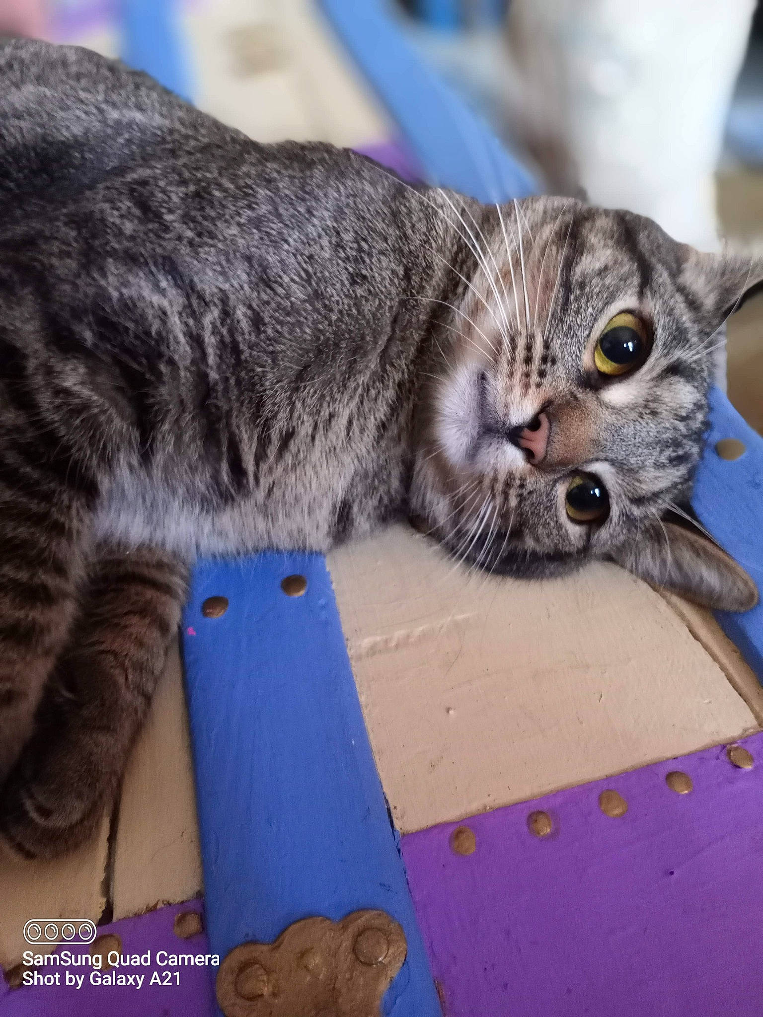 Moe is registered to the contest to win money with this photo: carnivore, cat, claw, comfort, domestic_short_haired_cat, felidae, foot, fur, metal, paw, sitting, small_to_medium_sized_cats, snout, tail, terrestrial_animal, whiskers