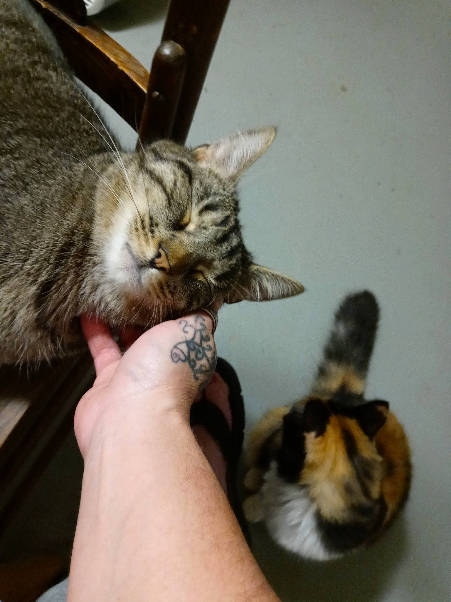 Moe is registered to the contest to win money with this photo: carnivore, cat, claw, comfort, domestic_short_haired_cat, ear, fawn, felidae, finger, foot, fur, gesture, hand, human_leg, lap, nail, paw, small_to_medium_sized_cats, tail, whiskers