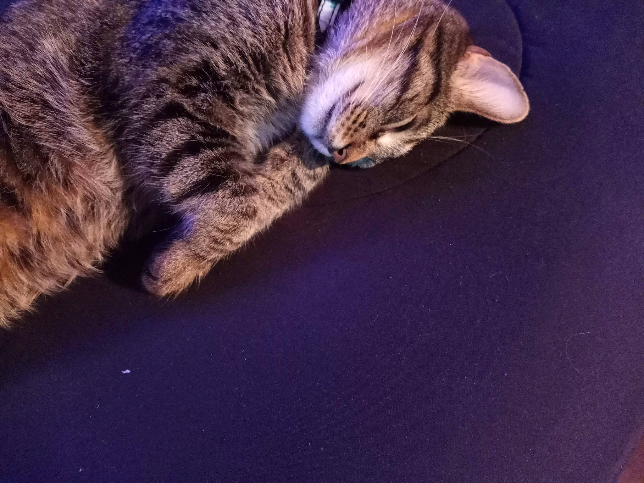 Moe is registered to the contest to win money with this photo: carnivore, cat, claw, cloud, comfort, darkness, domestic_short_haired_cat, electric_blue, felidae, fur, metal, meteorological_phenomenon, nap, paw, sky, small_to_medium_sized_cats, tail, terrestrial_animal, whiskers, wood