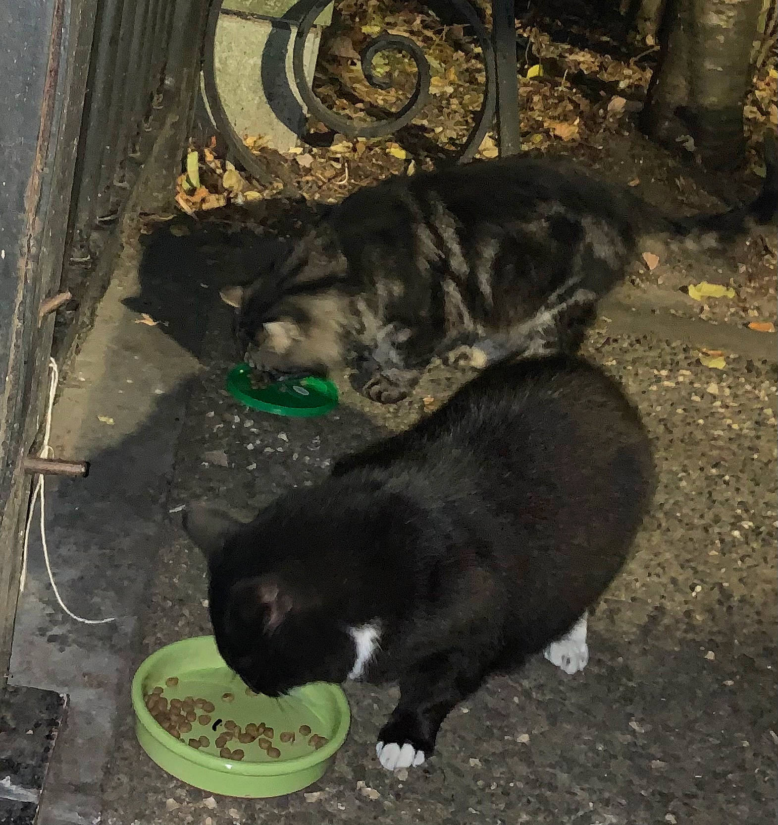 Felix participe au concours pour gagner de l'argent avec cette photo : animal_feed, carnivore, cat, claw, dog_breed, domestic_short_haired_cat, felidae, fur, grass, paw, pet_food, pet_supply, small_animal_food, small_to_medium_sized_cats, soil, street, tableware, tail, terrestrial_animal, whiskers