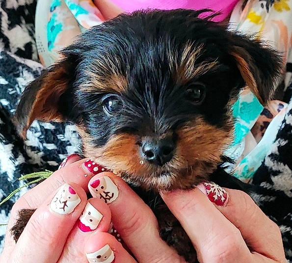 Spoon a rejoint le concours — aidez-le/la à gagner de superbes lots ! biewer_terrier, blue, carnivore, companion_dog, dog, dog_breed, fur, liver, mirror, nail, puppy_love, small_terrier, snout, sporting_group, terrier, thumb, toy_dog, working_animal, wrist, yorkipoo