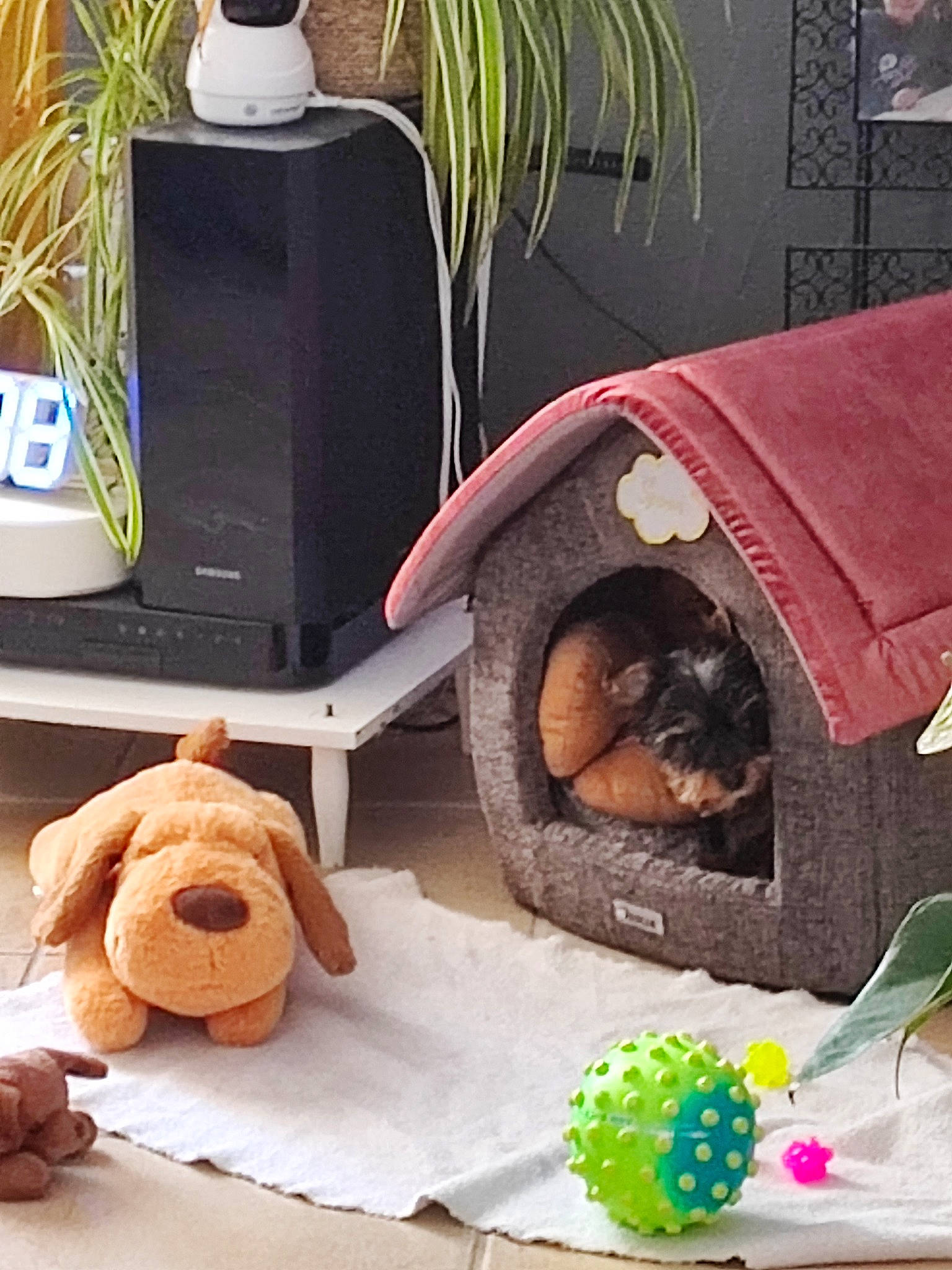 Spoon a rejoint le concours — aidez-le/la à gagner de superbes lots ! carnivore, comfort, companion_dog, computer_desk, dog_supply, eyewear, fawn, flowerpot, houseplant, mammal, orange, pet_supply, plant, product, stuffed_toy, table, textile, toy, vertebrate, wood