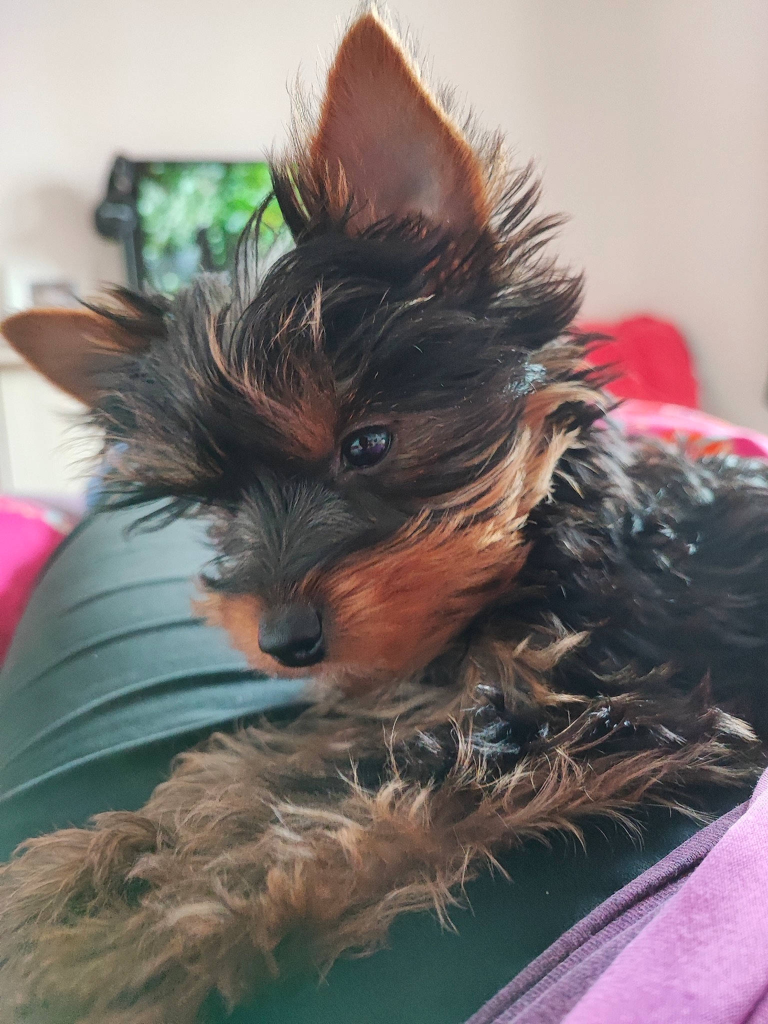 Spoon a rejoint le concours — aidez-le/la à gagner de superbes lots ! biewer_terrier, canidae, carnivore, collar, companion_dog, dog, dog_breed, ear, fashion_accessory, fawn, fur, liver, mammal, small_terrier, snout, sporting_group, terrier, toy_dog, whiskers, working_animal