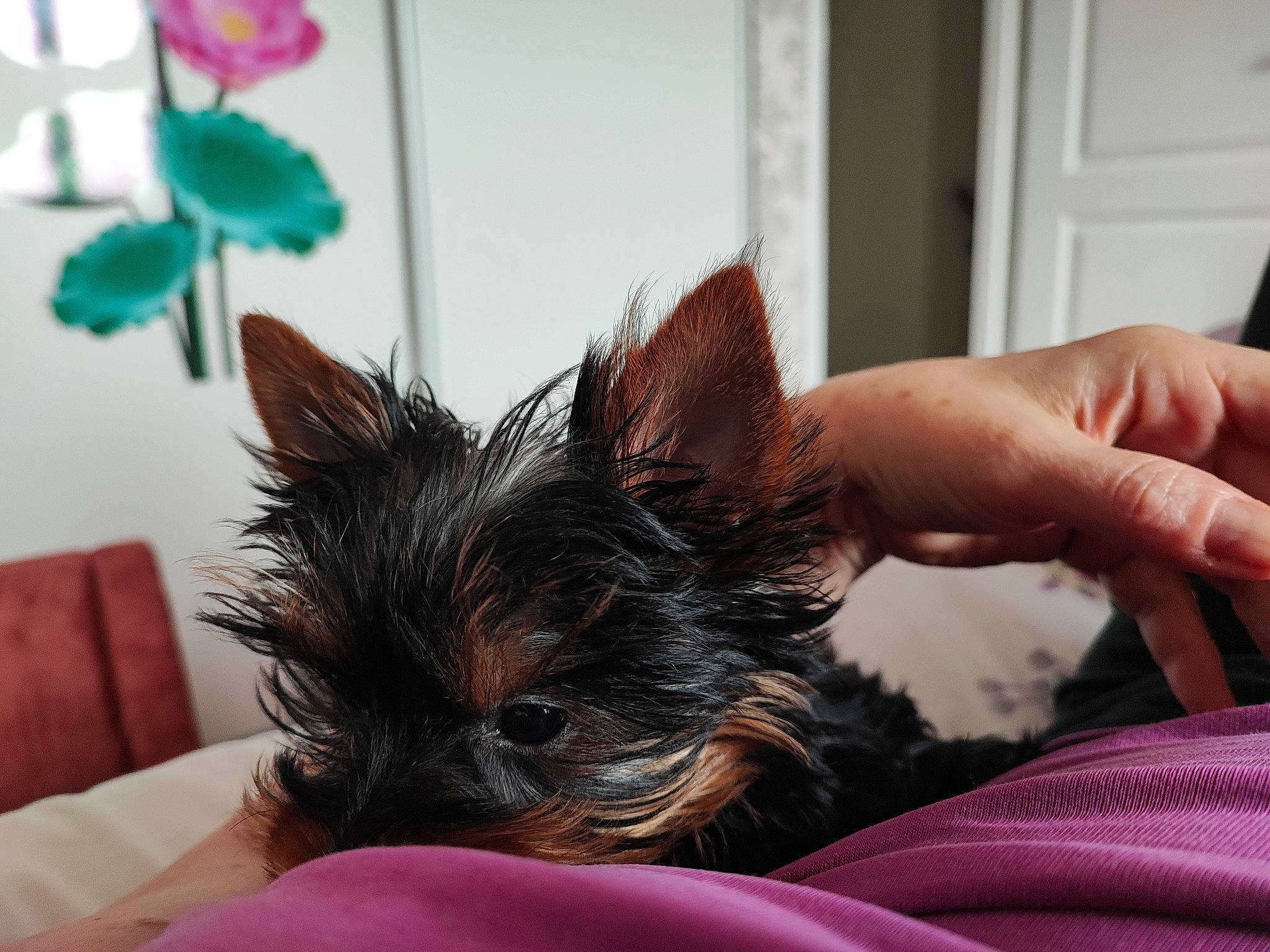 Spoon participe au concours pour gagner de l'argent avec cette photo : canidae, carnivore, comfort, companion_dog, dog, dog_breed, dog_supply, ear, fawn, fur, hand, liver, mammal, small_terrier, snout, sporting_group, terrier, toy_dog, whiskers, working_animal