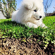Atsu a rejoint le concours — aidez-le/la à gagner de superbes lots ! dog, puppy, white_fur, fluffy, grass, outdoors, sunny, blue_sky, backyard, pet, portrait, animal, muzzle, nose, ear, sitting, ground, greenery, cute, playful