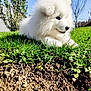 dog, puppy, white_fur, fluffy, grass, outdoors, sunny, blue_sky, backyard, pet, portrait, animal, muzzle, nose, ear, sitting, ground, greenery, cute, playful