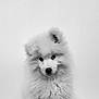 Atsu participe au concours pour gagner de l'argent avec cette photo : dog, puppy, samoyed, fluffy, white_fur, portrait, pet, animal, close_up, cute, adorable, fur, black_and_white, monochrome, studio, indoor, wall, eyes, nose, head_tilt