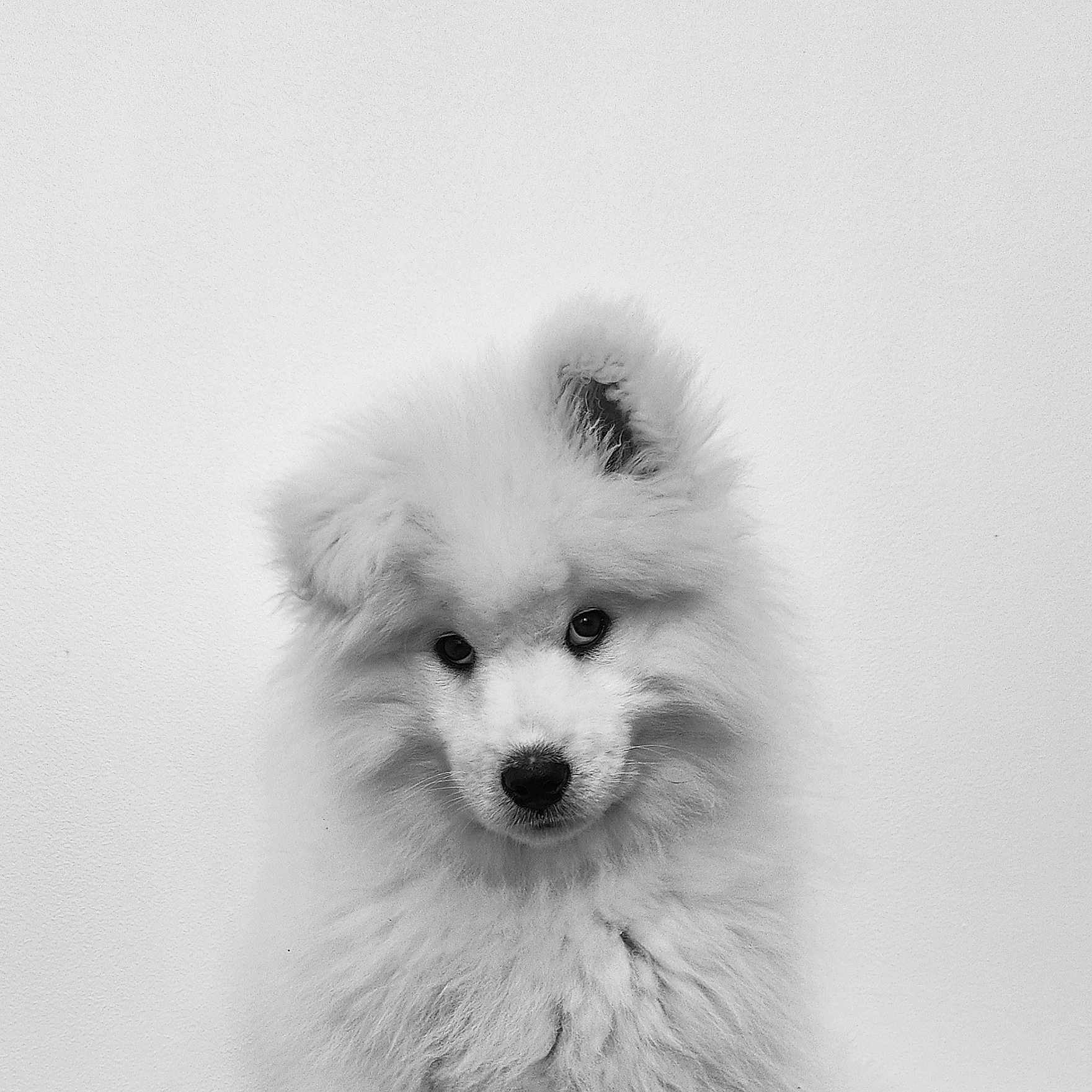 Atsu participe au concours pour gagner de l'argent avec cette photo : adorable, animal, black_and_white, close_up, cute, dog, eyes, fluffy, fur, head_tilt, indoor, monochrome, nose, pet, portrait, puppy, samoyed, studio, wall, white_fur