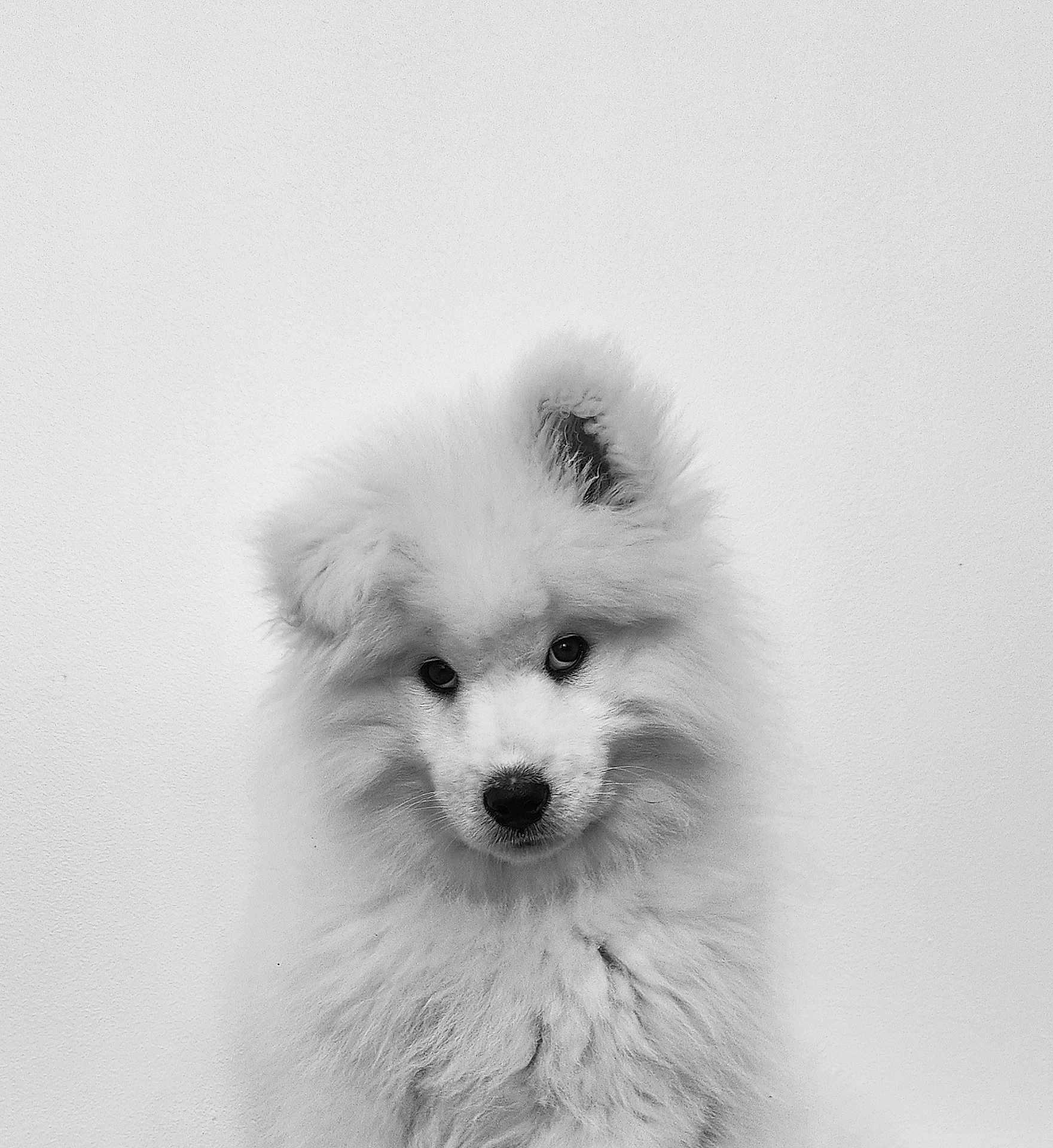 Atsu participe au concours pour gagner de l'argent avec cette photo : dog, puppy, samoyed, fluffy, white_fur, portrait, pet, animal, close_up, cute, adorable, fur, black_and_white, monochrome, studio, indoor, wall, eyes, nose, head_tilt