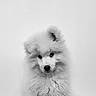 adorable, animal, black_and_white, close_up, cute, dog, eyes, fluffy, fur, head_tilt, indoor, monochrome, nose, pet, portrait, puppy, samoyed, studio, wall, white_fur
