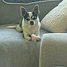 alert, animal, black_and_white, chihuahua, couch, cute, dog, ears, home_decor, indoor, living_room, pet, plush_toy, portrait, short_hair, sitting, small_dog, sofa, sunlight, toy