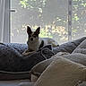 Lili a rejoint le concours — aidez-le/la à gagner de superbes lots ! animal, blanket, brown_markings, chihuahua, couch, cozy, dog, home, indoors, living_room, looking_at_camera, pet, pillows, portrait, sitting, small_dog, sofa, upright_ears, white_fur, window