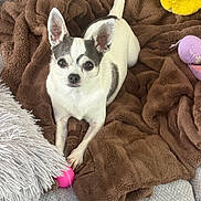 Lili participe au concours pour gagner de l'argent avec cette photo : animal, black_markings, brown_blanket, chihuahua, couch, cozy, cute, dog, home, indoor, looking_at_camera, pet, pink_ball, playful, plush_toys, portrait, sitting, small_dog, upright_ears, white_fur