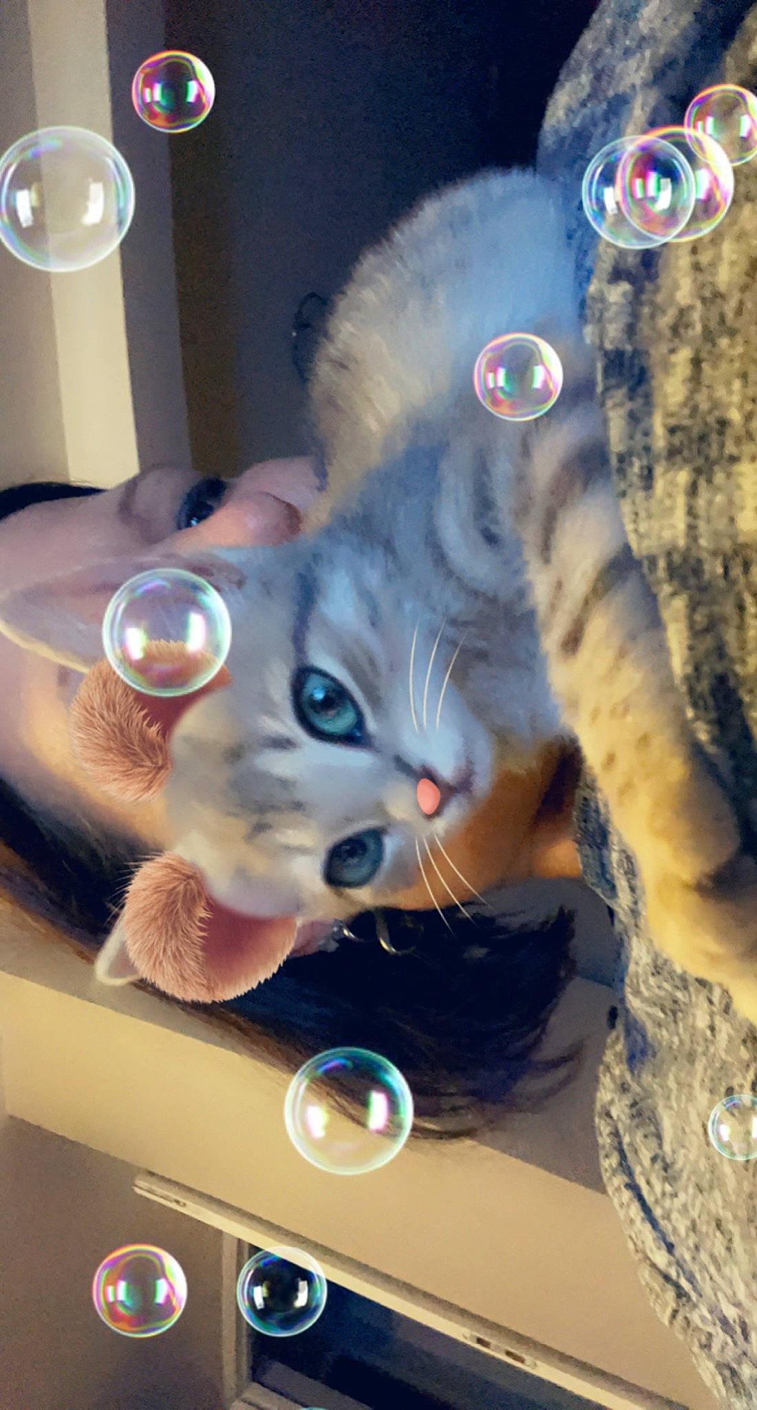 Athena a rejoint le concours — aidez-le/la à gagner de superbes lots ! carnivore, cat, ear, electric_blue, eyewear, fashion_accessory, fawn, felidae, fur, light, mouth, organism, selfie, small_to_medium_sized_cats, snout, tail, textile, toy, vision_care, whiskers