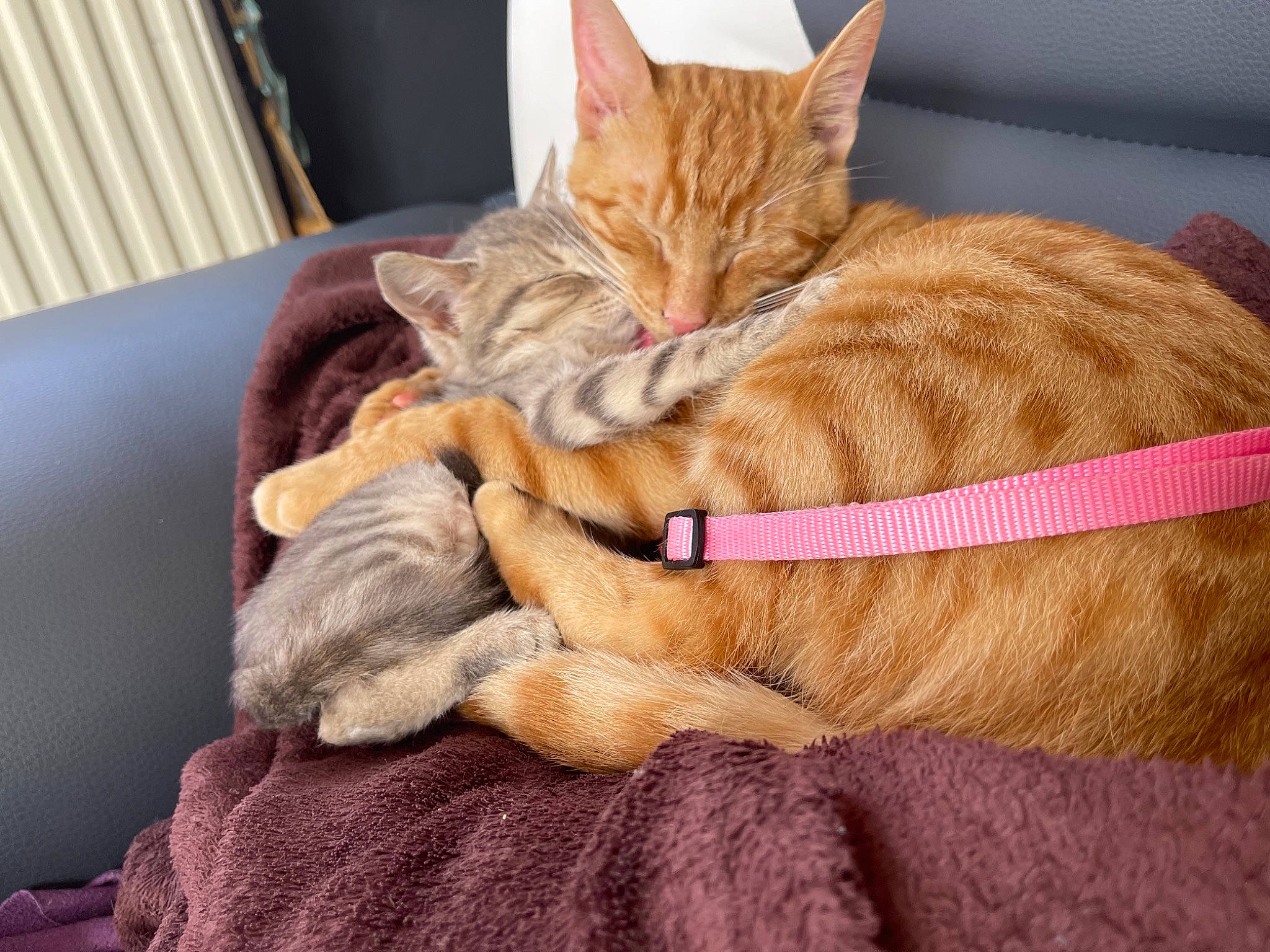 Athena a rejoint le concours — aidez-le/la à gagner de superbes lots ! bed, carnivore, cat, claw, collar, comfort, couch, domestic_short_haired_cat, fawn, felidae, fur, lap, linens, nap, paw, small_to_medium_sized_cats, snout, tail, textile, whiskers