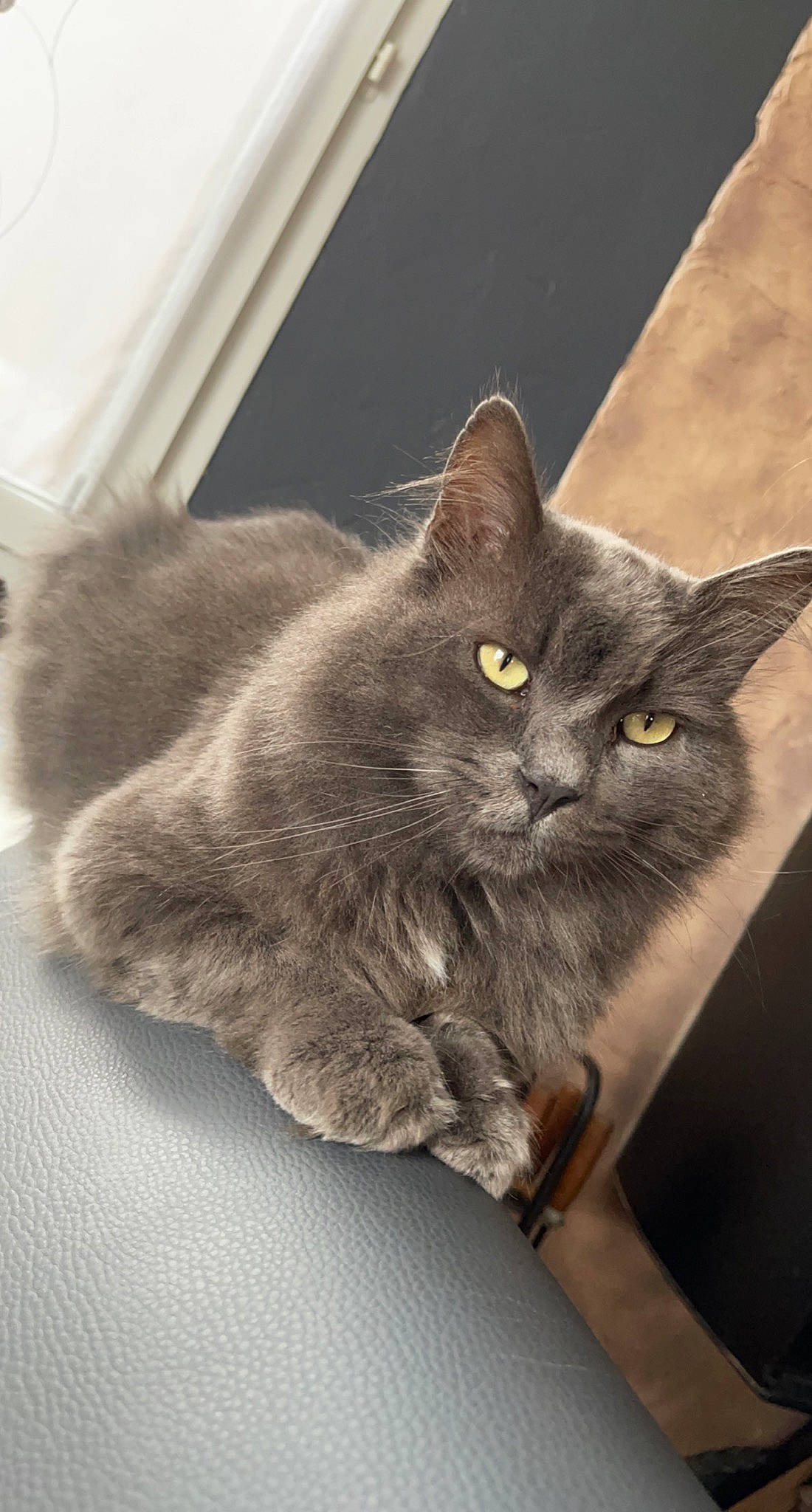 Attila a rejoint le concours — aidez-le/la à gagner de superbes lots ! black_cat, carnivore, cat, chartreux, claw, domestic_short_haired_cat, felidae, fur, grey, paw, small_to_medium_sized_cats, snout, tail, whiskers
