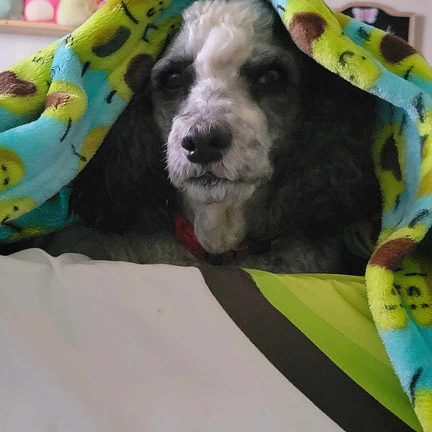 Happy joined the competition — help win amazing prizes! animal, blanket, canine, couch, cream, dessert, dog, face, food, head, icing, livestock, person, pet, photography, plush, portrait, puppy, sleeping, toy