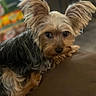 dog, small_dog, fluffy_ears, brown_surface, curious_expression, indoor, blurred_background, household_items, pet, animal, fur, cute, companion, domestic, mammal, laying_down, looking, ears, face, furniture